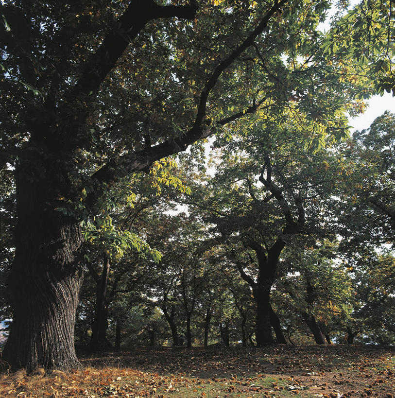 无人,竖图,方图,室外,白天,森林,意大利,科学,栗子,坚果,树,自然,摄影,环境,生物学,南欧,山毛榉,落叶树,麻栎金刚,山毛榉树,栗树,秋天,彩图,壳斗