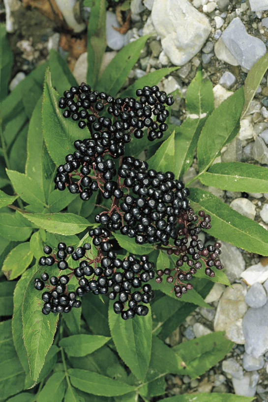 内脏,动脉,静脉,头发,无人,横图,插画,白色背景,数码,科技,阴影,科学,网络,医学,高光,几何,计算机图形,合成,图画,画,白色,人体,皮肤,电脑合成图,数码合成图,生物学,心血管系统,人体器官,器官,合成图,横截面,漫画,真皮,腺体,生理学,写实,具体,具象,甲状腺,神经根,毛囊,皮脂腺,人体结构,汗腺,外分泌腺,自然科学,博物学,生物科学,彩图,受体,神经系统,感知