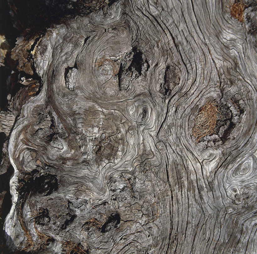 无人,横图,方图,室外,白天,树林,科学,木制,木材,树皮,木柴,树,树干,自然,摄影,木料,环境,生物学,圆木,落叶树,落叶松,肌理,彩图