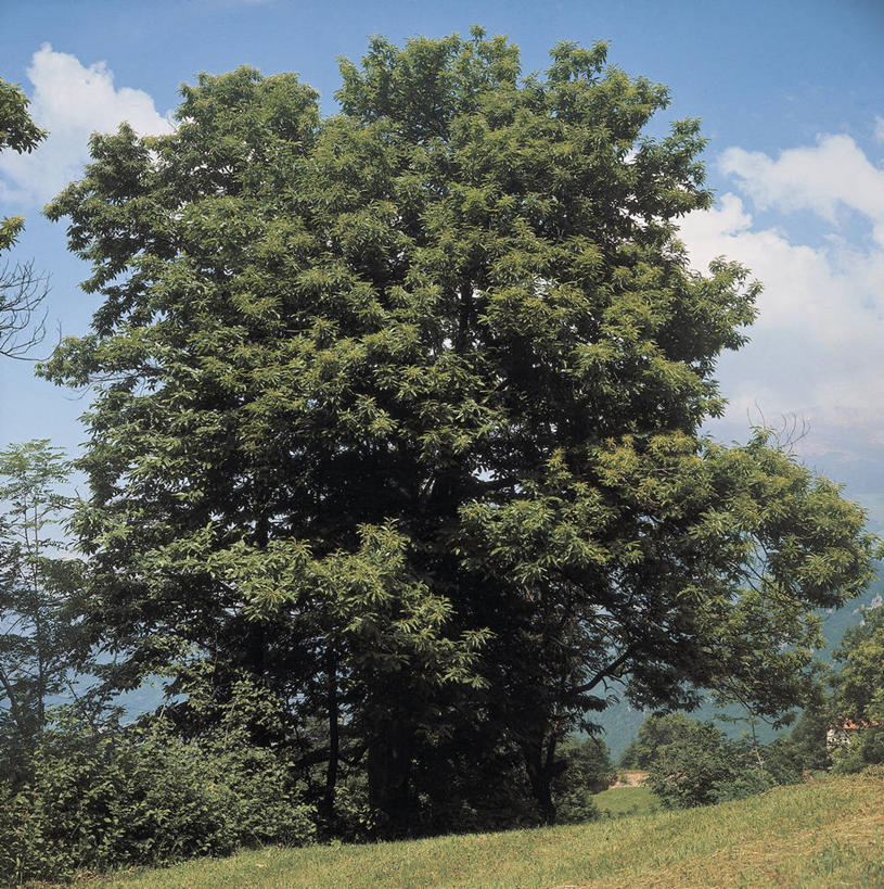 无人,竖图,方图,室外,白天,旅游,度假,美景,科学,景观,田地,栗子,坚果,娱乐,树,风景,自然,享受,休闲,景色,放松,摄影,生物学,自然风光,山毛榉,落叶树,麻栎金刚,山毛榉树,栗树,彩图,壳斗