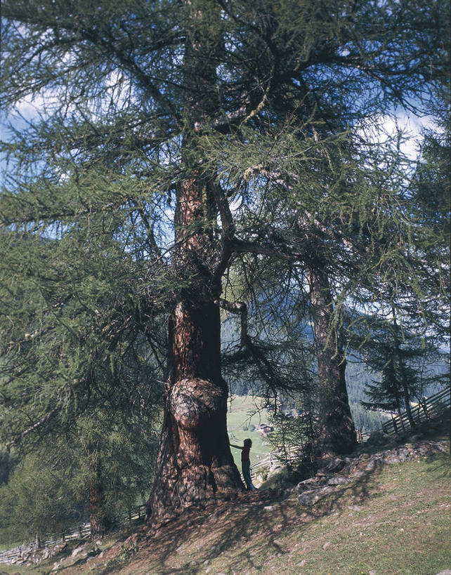 一个人,站,竖图,室外,白天,美景,朦胧,模糊,科学,景观,枝,树,风景,自然,景色,摄影,生物学,自然风光,落叶树,落叶松,彩图