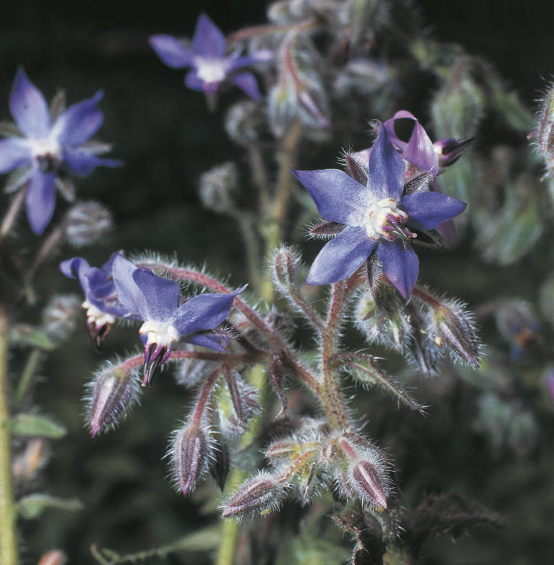 无人,竖图,方图,室外,特写,白天,美景,科学,景观,野花,花,自然,景色,摄影,环境,生物学,草本,自然风光,琉璃苣,彩图