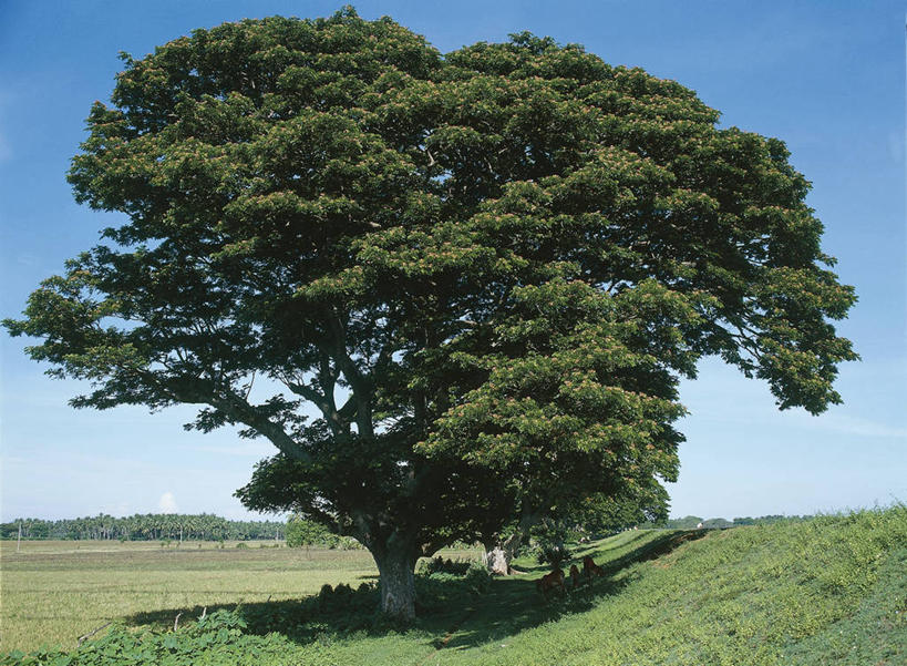 无人,横图,室外,白天,旅游,度假,美景,含羞草,牛,三只,阴影,科学,景观,田地,树荫,娱乐,草,树,风景,自然,享受,休闲,景色,放松,摄影,环境,生物学,自然风光,落叶树,彩图