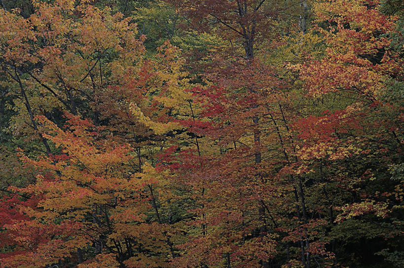 无人,横图,室外,白天,美景,森林,树林,美国,丰富,景观,树,自然,景色,摄影,环境,北美,北美洲,自然风光,美洲,新罕布什尔州,北亚美利加洲,亚美利加洲,新罕布什尔,新罕布夏州,花岗岩州,花冈岩之州,滑雪之州,白山国家森林,新英格兰,国家森林公园,纽英仑,自然地理,秋天,彩图,美利坚合众国