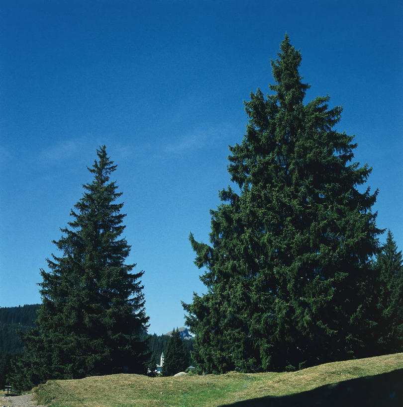 无人,竖图,方图,室外,白天,留白,美景,阴影,科学,景观,树荫,草,树,风景,天空,自然,景色,摄影,环境,生物学,自然风光,云杉,万里无云,常绿树,针叶树,彩图,挪威云杉