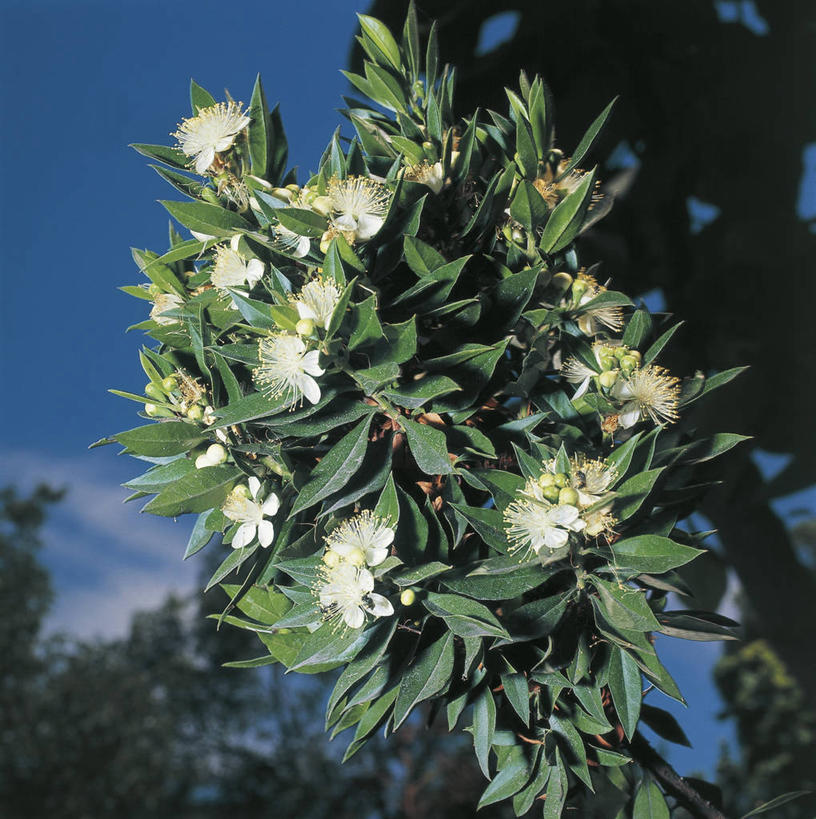 无人,竖图,方图,室外,特写,美景,叶子,科学,景观,花,树,自然,黄昏,春天,景色,摄影,灌木,环境,生物学,自然风光,番樱桃,彩图