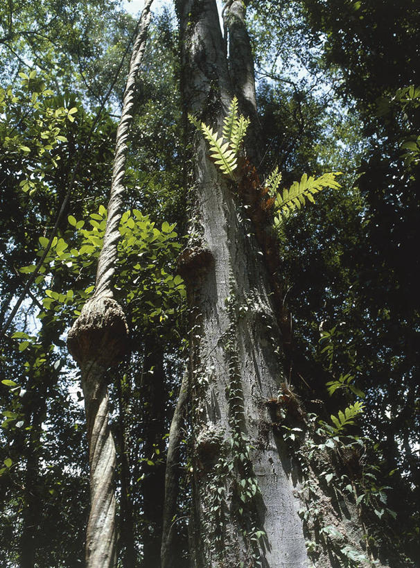 无人,竖图,室外,白天,仰视,美景,森林,科学,景观,树,树干,自然,藤蔓,景色,摄影,生长,环境,生物学,自然风光,藤蔓植物,彩图,低角度拍摄