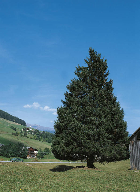 无人,竖图,室外,白天,旅游,度假,石头,美景,山,峡谷,汽车,松树,科学,石子,景观,田地,机动车,山谷,娱乐,树,棚,蓝色,风景,天空,自然,享受,休闲,景色,放松,摄影,环境,生物学,岩层,自然风光,落叶松,常绿树,自然地理,石块,岩石,针叶树,彩图,小屋,欧洲落叶松