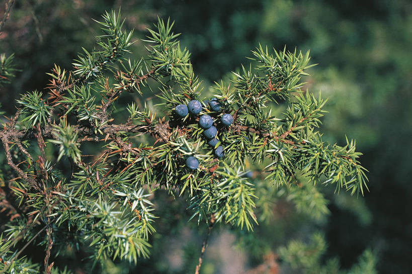 无人,横图,室外,特写,白天,浆果,科学,种子,树,自然,摄影,环境,生物学,常绿树,针叶树,彩图