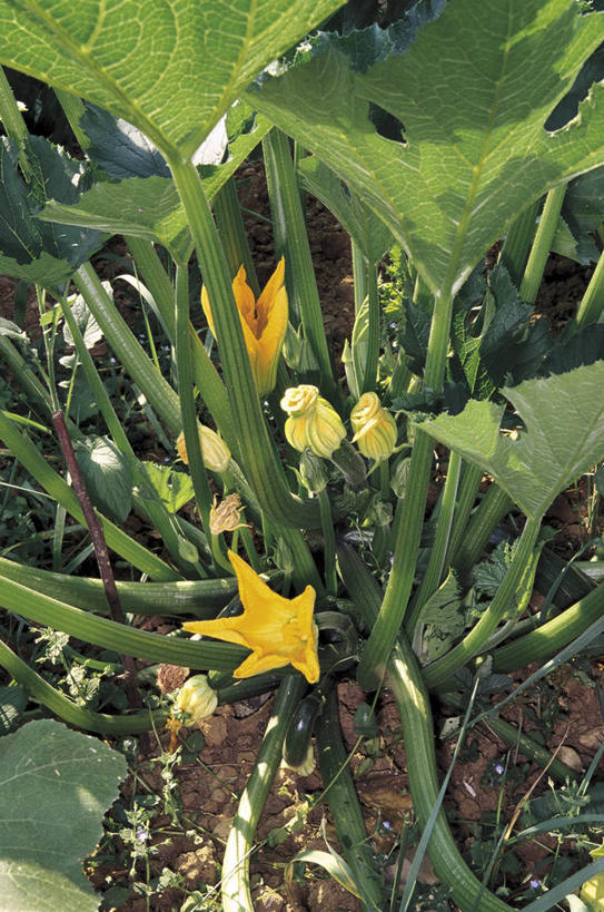 无人,竖图,俯视,室外,白天,植物,蔬菜,叶子,科学,茎,西葫芦,花,自然,摄影,环境,生物学,胡瓜,彩图,高角度拍摄