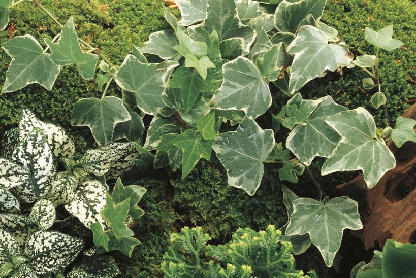 无人,横图,俯视,室外,白天,植物,叶子,科学,常春藤,自然,摄影,环境,生物学,彩图,高角度拍摄