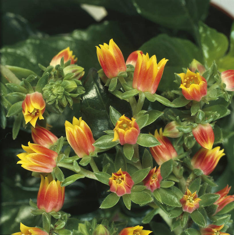 无人,竖图,方图,室外,白天,爱情,植物,龙舌兰,叶子,科学,宝石花,花,黄色,自然,橙色,摄影,希望,环境,生物学,石莲花,勤劳,番麻,彩图,付出,肉质植物,龙舌掌