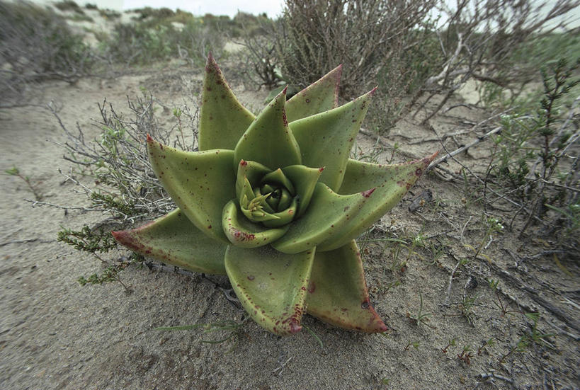 无人,横图,室外,白天,沙漠,植物,墨西哥,美国,科学,泥土,自然,摄影,环境,生物学,北美,气候,北美洲,拉丁美洲,加利福尼亚,美洲,北亚美利加洲,亚美利加洲,墨西哥合众国,仙人掌王国,下加利福尼亚州,彩图,肉质植物,美利坚合众国