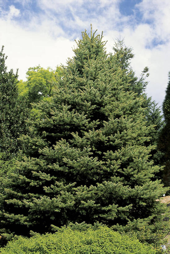 无人,竖图,室外,白天,美景,森林,科学,景观,树,自然,景色,摄影,环境,生物学,自然风光,云杉,常绿树,针叶树,彩图