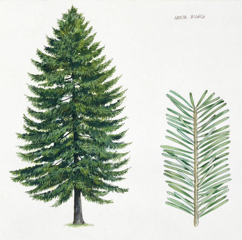 无人,横图,插画,白色背景,数码,科技,松树,阴影,科学,网络,枝,高光,几何,计算机图形,合成,图画,画,树,白色,自然,部分,环境,电脑合成图,数码合成图,生物学,合成图,杉树,坚定,漫画,云杉,写实,具体,具象,常绿树,长寿,贞洁,针叶树,彩图,银杉