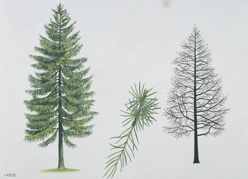 无人,横图,插画,白色背景,数码,科技,松树,阴影,科学,网络,枝,高光,几何,计算机图形,合成,图画,画,树,白色,自然,部分,环境,电脑合成图,数码合成图,生物学,注射器,合成图,反差,漫画,云杉,落叶松,写实,具体,具象,常绿树,针叶树,彩图,针叶,欧洲落叶松