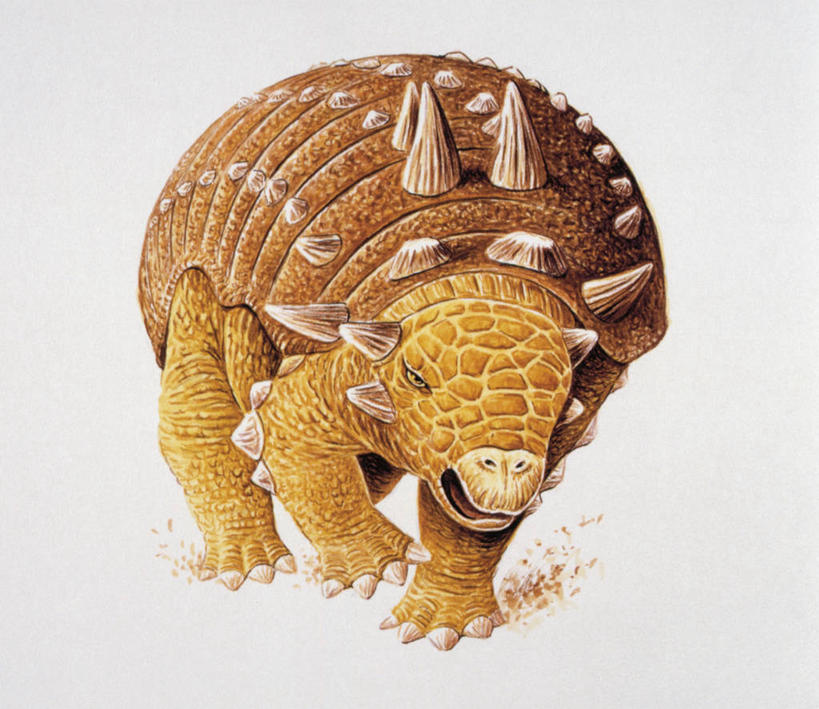 无人,横图,插画,白色背景,安全,数码,科技,野生动物,阴影,网络,盔甲,防护,高光,几何,计算机图形,合成,图画,历史,画,白色,动物,恐龙,保护,电脑合成图,数码合成图,锋利,尖锐,合成图,保险,防御,漫画,铠甲,写实,具体,具象,防具,防卫,古代史,地质学,史前时代,平安,步行,彩图,包头龙,甲胄,中生代,白垩系,过去,古生物学