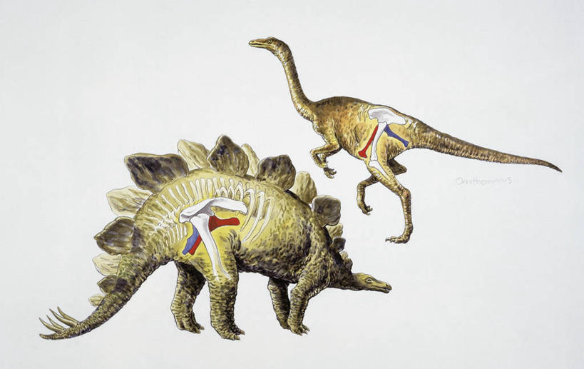 关节,无人,站,横图,插画,白色背景,侧面,数码,科技,野生动物,阴影,网络,高光,几何,计算机图形,合成,图画,历史,画,白色,自然,动物,两只,摄影,恐龙,影棚,环境,电脑合成图,数码合成图,合成图,摄影棚,漫画,剑龙,写实,具体,具象,四肢,侏罗纪,古代史,地质学,史前时代,彩图,影棚拍摄,拍摄,中生代,过去,古生物学