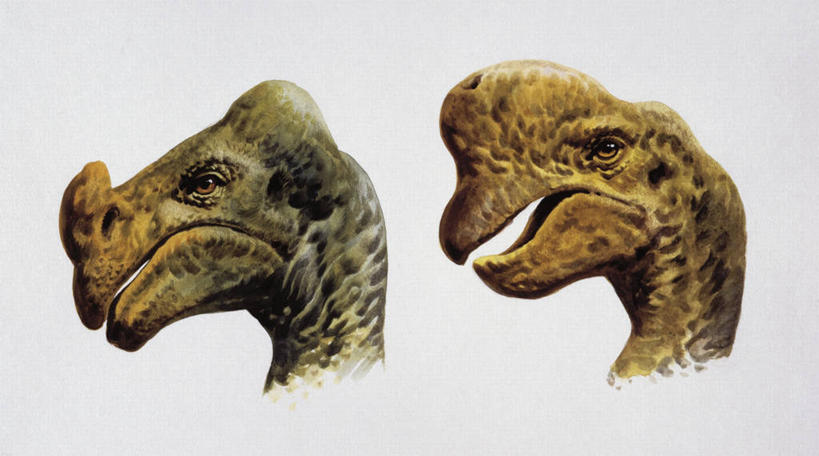 无人,横图,白色背景,侧面,野生动物,白色,自然,动物,两只,恐龙,环境,偷蛋龙,古代史,地质学,史前时代,彩图,白垩系,过去,古生物学