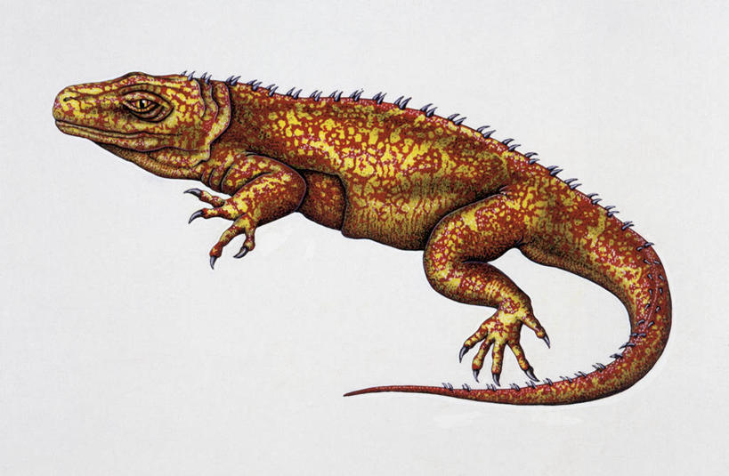 无人,横图,白色背景,野生动物,白色,自然,动物,恐龙,环境,远古,三叠纪,古代史,式样,地质学,史前时代,彩图,年代,地质年代,地质时代,时代,显生宙,中生代,过去,古生物学