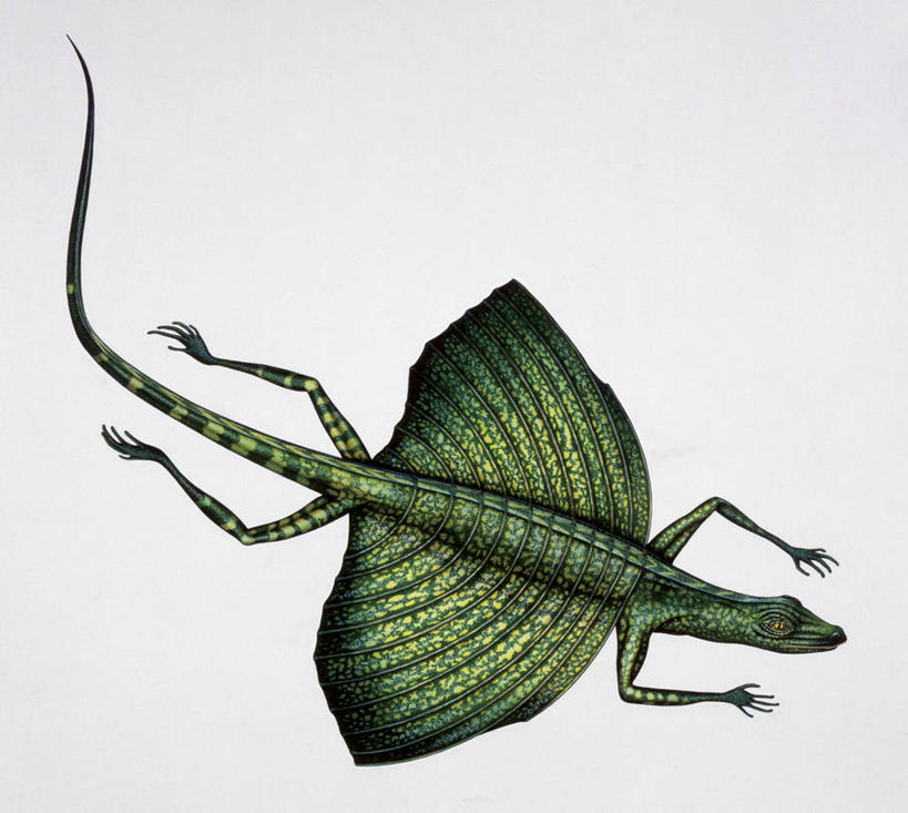 无人,横图,方图,俯视,白色背景,野生动物,翅膀,飞,白色,自然,动物,恐龙,环境,远古,三叠纪,古代史,地质学,史前时代,彩图,高角度拍摄,年代,地质年代,地质时代,时代,显生宙,中生代,过去,古生物学