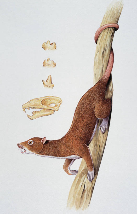 颅骨,无人,竖图,白色背景,哺乳动物,野生动物,尾巴,枝,白色,自然,动物,环境,古代史,地质学,史前时代,彩图,过去,古生物学