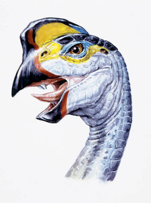 无人,竖图,插画,特写,白色背景,数码,科技,野生动物,阴影,网络,高光,几何,计算机图形,合成,图画,历史,画,白色,动物,打开,恐龙,电脑合成图,数码合成图,开启,合成图,漫画,喙,写实,具体,具象,偷蛋龙,古代史,式样,地质学,史前时代,彩图,中生代,白垩系,过去,古生物学