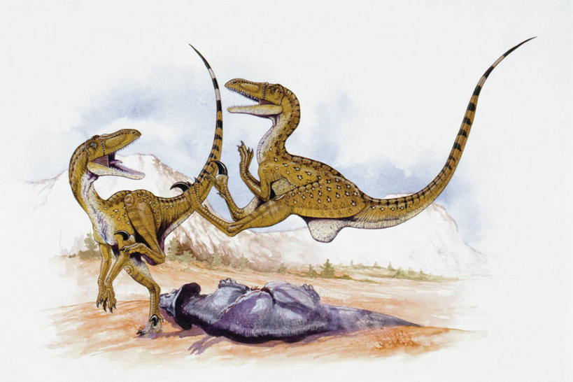 无人,跳,横图,插画,室外,白天,数码,科技,野生动物,三只,对抗,阴影,冲突,网络,捕食,半空,高光,几何,计算机图形,合成,图画,历史,画,自然,动物,恐龙,环境,电脑合成图,数码合成图,暴力,敏捷,合成图,打斗,进攻,漫画,写实,具体,具象,支配,古代史,地质学,迅猛龙,史前时代,彩图,中生代,白垩系,过去,古生物学