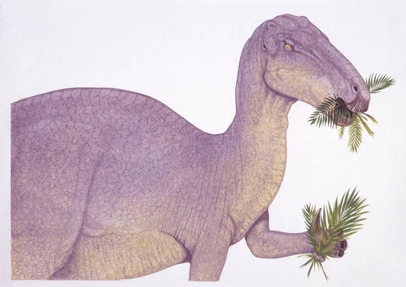 无人,吃,横图,插画,白色背景,侧面,数码,科技,植物,野生动物,叶子,阴影,网络,高光,几何,计算机图形,合成,图画,拿着,历史,画,白色,自然,动物,恐龙,食草动物,环境,电脑合成图,数码合成图,合成图,漫画,偶蹄目,写实,具体,具象,禽龙,古代史,地质学,咀嚼,史前时代,半身,彩图,中生代,白垩系,过去,古生物学