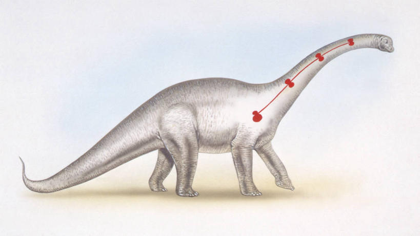 无人,站,横图,插画,侧面,重复,数码,科技,野生动物,一排,阴影,研究,整齐,科学,网络,高光,几何,计算机图形,合成,图画,历史,画,排列,动物,四个,恐龙,电脑合成图,数码合成图,生物学,合成图,队列,漫画,写实,具体,具象,侏罗纪,古代史,地质学,史前时代,彩图,重龙,过去,古生物学