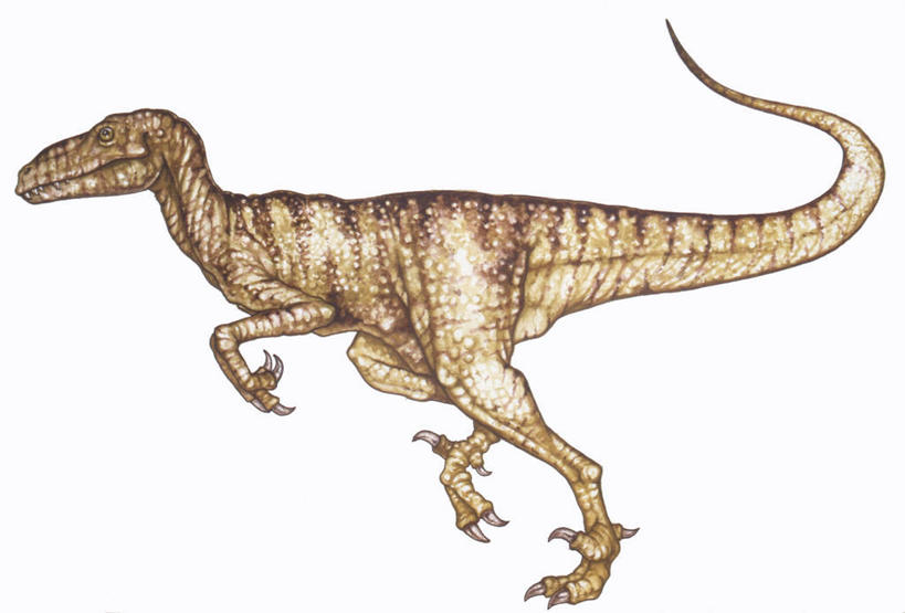 无人,横图,插画,白色背景,侧面,数码,科技,野生动物,阴影,网络,高光,几何,计算机图形,合成,图画,历史,画,白色,动物,恐龙,电脑合成图,数码合成图,合成图,漫画,远古,写实,具体,具象,三叠纪,古代史,地质学,史前时代,步行,彩图,年代,地质年代,地质时代,时代,显生宙,中生代,过去,古生物学