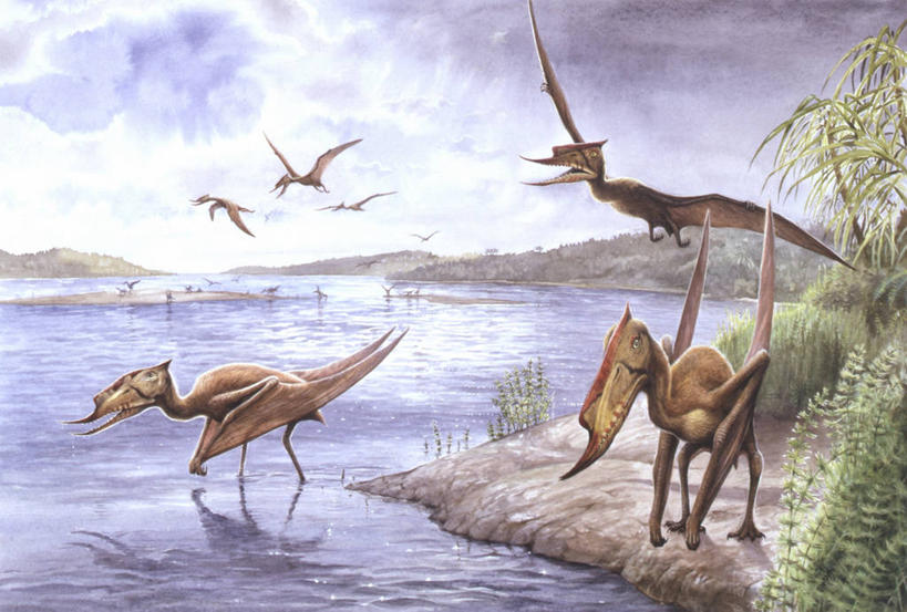 无人,横图,插画,室外,白天,数码,科技,湖,野生动物,阴影,网络,爬行动物,海岸线,云,高光,几何,计算机图形,合成,图画,历史,飞,画,天空,自然,恐龙,环境,电脑合成图,数码合成图,合成图,脊椎动物,漫画,写实,具体,具象,灭尽,灭绝,史前动物,古代史,地质学,翼龙,史前时代,彩图,白垩系,过去,古生物学