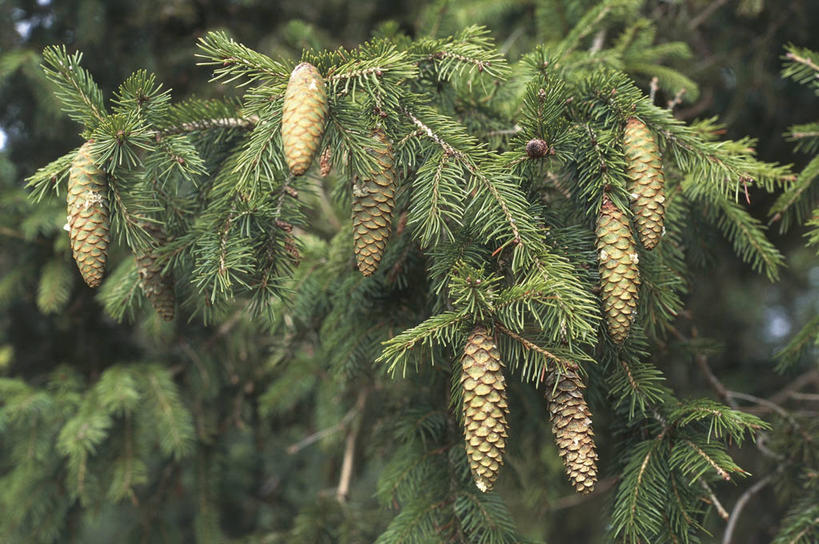 无人,横图,室外,特写,白天,松树,科学,松果,种子,枝,树,自然,摄影,环境,生物学,注射器,云杉,常绿树,针叶树,彩图,针叶