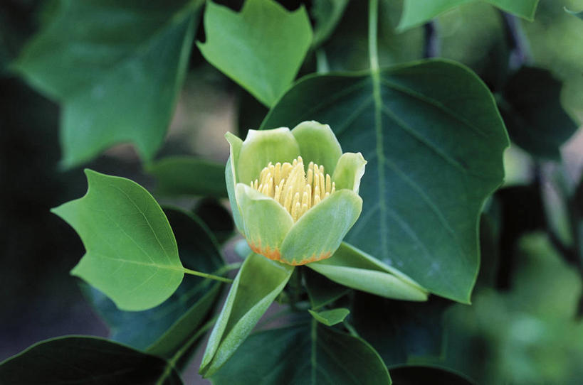 无人,横图,室外,特写,白天,美景,叶子,科学,景观,花,树,自然,景色,摄影,环境,生物学,自然风光,落叶树,郁金香树,彩图