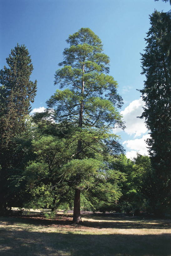 无人,竖图,室外,白天,美景,森林,松树,科学,景观,雪松,树,风景,自然,景色,摄影,宁静,环境,生物学,自然风光,杉树,坚定,长寿,贞洁,柳杉,针叶树,彩图,孔雀松,木沙椤树