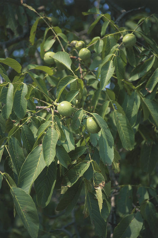 无人,竖图,室外,特写,白天,水果,叶子,科学,食品,坚果,枝,树,自然,摄影,环境,生物学,胡桃,彩图