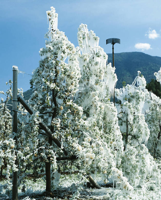 无人,竖图,室外,白天,仰视,叶子,意大利,冰,云,冬天,果树,天气,树,天空,自然,寒冷,摄影,环境,南欧,苹果树,自然地理,彩图,低角度拍摄