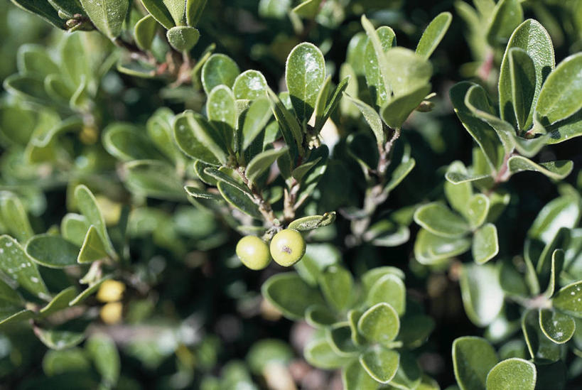 无人,横图,室外,特写,白天,植物,浆果,蓝莓,叶子,科学,种子,枝,自然,摄影,环境,生物学,熊果,彩图