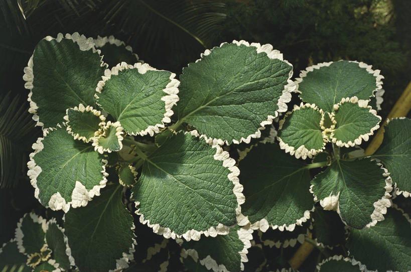 无人,横图,室外,白天,植物,叶子,科学,常春藤,自然,摄影,环境,生物学,彩图