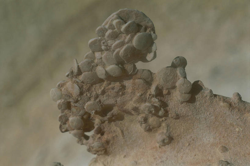 无人,横图,室外,特写,白天,旅游,度假,美景,沙漠,微生物,非洲,埃及,地形,景观,泥土,娱乐,自然,享受,休闲,景色,放松,摄影,中东,自然风光,北非,卡住,撒哈拉沙漠,地质学,原生动物,史前时代,自然地理,彩图,古生物学