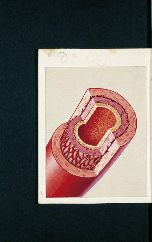 动脉,血管,无人,竖图,插画,数码,科技,阴影,科学,网络,高光,几何,计算机图形,合成,图画,画,红色,人体,电脑合成图,数码合成图,生物学,心血管系统,合成图,横截面,漫画,写实,具体,具象,人体结构,彩图