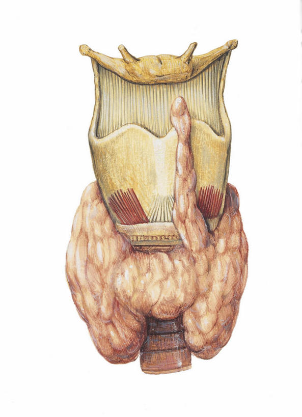 脖子,内脏,动脉,静脉,无人,竖图,插画,白色背景,数码,科技,阴影,科学,网络,医学,高光,几何,计算机图形,合成,图画,画,花瓣,白色,人体,电脑合成图,数码合成图,生物学,人体器官,器官,合成图,漫画,腺体,软骨,写实,具体,具象,甲状腺,内分泌系统,人体结构,自然科学,博物学,生物科学,叶,彩图