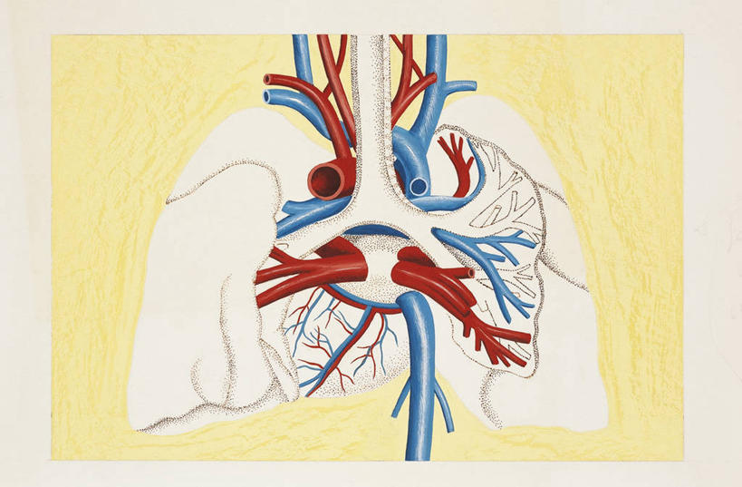 内脏,肺,动脉,静脉,血管,无人,横图,插画,正面,数码,科技,阴影,科学,网络,医学,高光,几何,计算机图形,合成,图画,画,人体,部分,电脑合成图,数码合成图,生物学,人体器官,器官,合成图,漫画,写实,具体,具象,呼吸系统,人体结构,自然科学,博物学,生物科学,肺部,肺脏,彩图