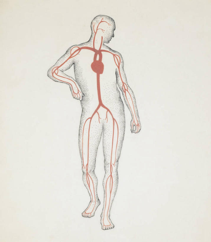 动脉,血管,无人,竖图,方图,插画,白色背景,数码,科技,阴影,科学,网络,高光,几何,计算机图形,合成,图画,画,白色,人体,电脑合成图,数码合成图,生物学,心血管系统,合成图,漫画,写实,具体,具象,人体结构,彩图