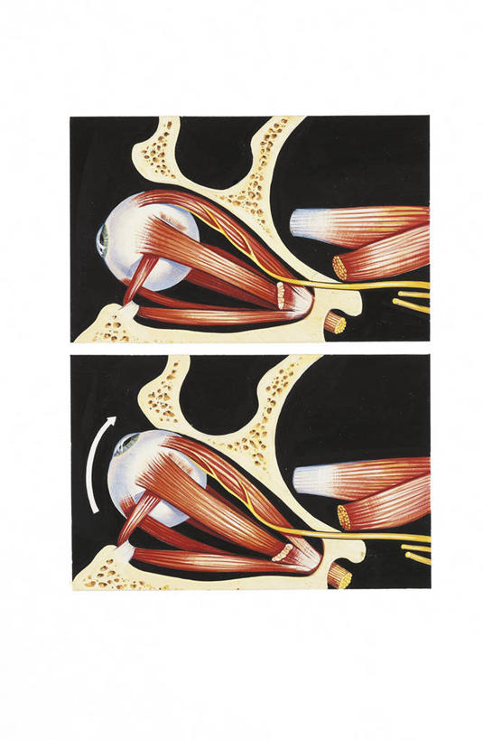 眼睛,肌肉,健壮,无人,竖图,插画,数码,科技,瞳孔,阴影,科学,网络,弓箭,图表,高光,几何,计算机图形,合成,图画,画,箭,健康,活力,力量,人体,眼部,青春,部分,电脑合成图,数码合成图,生物学,眼球,强壮,合成图,横截面,韧带,漫画,写实,具体,具象,外展神经,人体结构,眼,彩图,神经系统