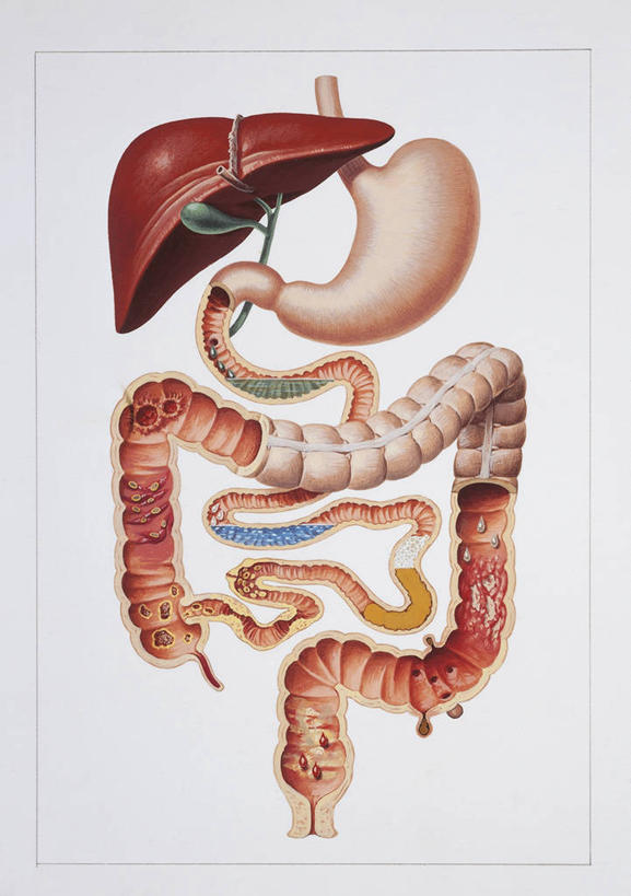 肝脏,无人,竖图,插画,白色背景,数码,科技,阴影,科学,网络,图表,高光,几何,计算机图形,合成,图画,画,白色,生病,躯干,人体,电脑合成图,数码合成图,生物学,合成图,漫画,写实,具体,具象,肠道,消化道,吸收,消化管,人体结构,消化,排泄,腹泻,摄取,大肠,彩图,消化腺,转运,消化系统