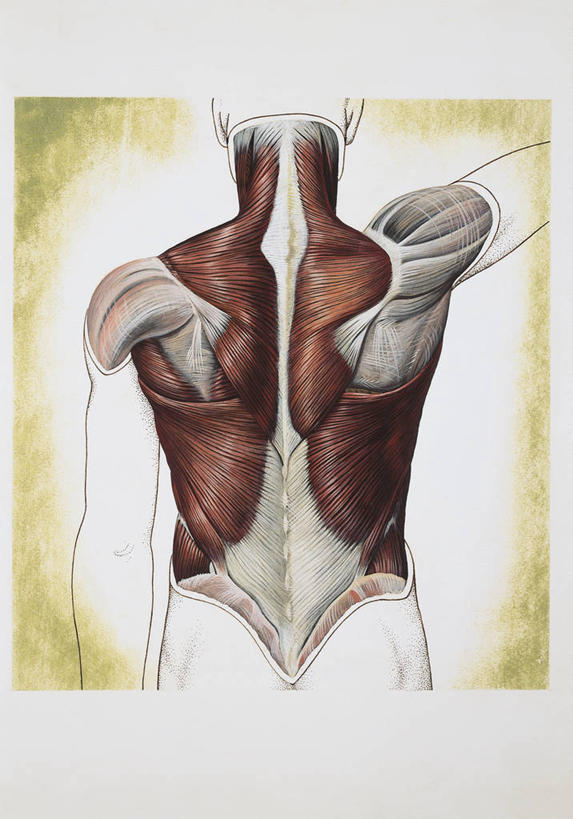 肌肉,健壮,无人,竖图,插画,数码,科技,阴影,科学,网络,高光,几何,计算机图形,合成,图画,画,背面,健康,躯干,活力,力量,人体,青春,部分,后背,电脑合成图,数码合成图,生物学,强壮,合成图,韧带,漫画,软骨,写实,具体,具象,背阔肌,外斜肌,人体结构,彩图