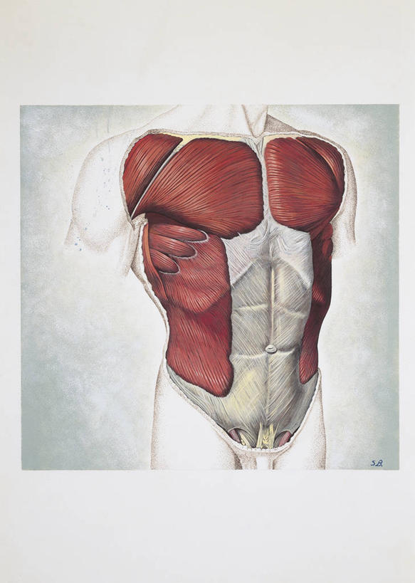 肌肉,健壮,无人,竖图,方图,插画,数码,科技,阴影,科学,网络,高光,几何,计算机图形,合成,图画,画,健康,躯干,活力,力量,人体,青春,部分,电脑合成图,数码合成图,生物学,强壮,合成图,胸肌,韧带,漫画,写实,具体,具象,三角肌,外斜肌,人体结构,胸部,彩图