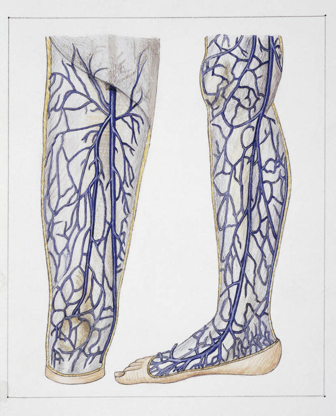 血管,腿,无人,竖图,插画,白色背景,数码,科技,阴影,科学,网络,高光,几何,计算机图形,合成,图画,画,蓝色,白色,人体,电脑合成图,数码合成图,生物学,心血管系统,合成图,漫画,写实,具体,具象,四肢,人体结构,彩图