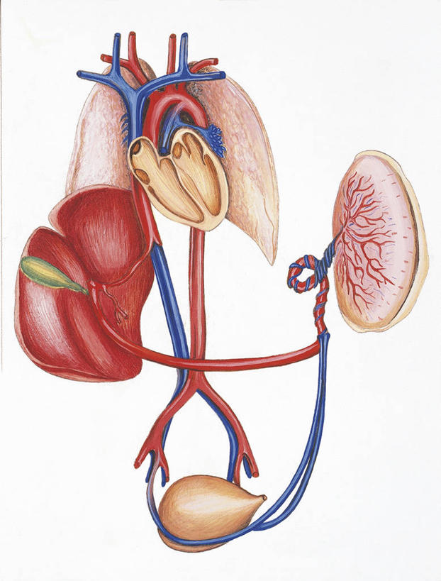 动脉,无人,竖图,插画,白色背景,数码,科技,阴影,科学,网络,高光,几何,计算机图形,联系,合成,图画,画,白色,人体,电脑合成图,数码合成图,生物学,心血管系统,合成图,漫画,写实,具体,具象,人体结构,彩图